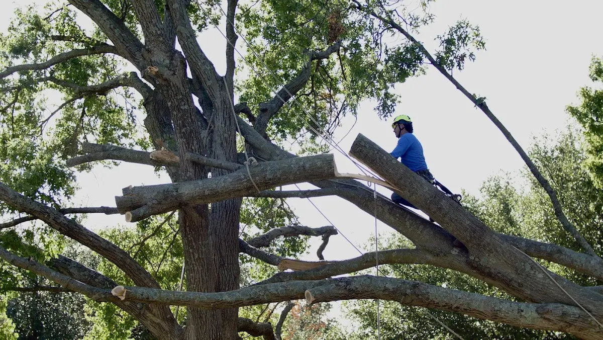 Professional Hazardous Tree Removal performed by certified arborists in Clarkrange