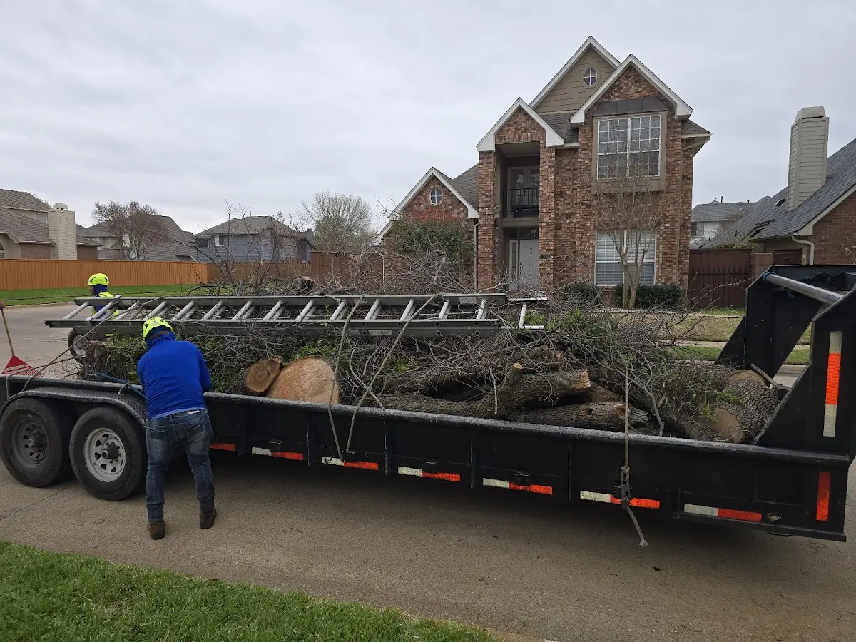 Expert Tree Removal with proper safety equipment in Clarkrange